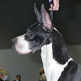 Freddie - Great Dane