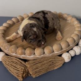 Bluebell - Blue merle female Aussiedoodle puppy in Cartersville, Georgia from Simply Blessed Doodles