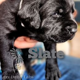 Boy 1 - Labrador Retriever puppy in Priest River, Idaho from Lazy Daisy Labs