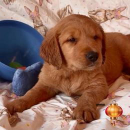 TBD - Dark golden male Golden Retriever puppy in Fisher, Illinois from Aslan's Pride of Fidei Family Farms