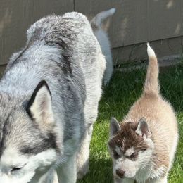 Siberian Husky Puppies from Valerie Schmaltz