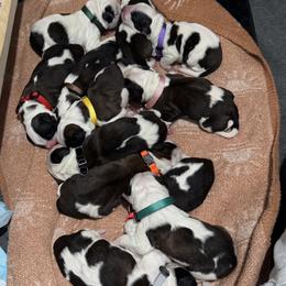 Saint Bernard Puppies from M&R SKYHAVEN SAINTS