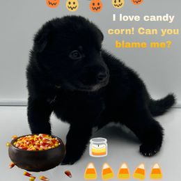 Mr. Yellow Collar - Black male German Shepherd puppy in Granite City, Illinois from Devon Rugerio's German Shepherds