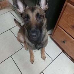 Stormy - Dutch Shepherd