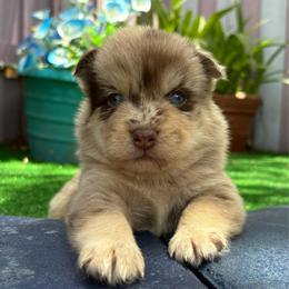Corvette - Merle female Pomsky puppy in Spring Hill, Florida from PDQ Pomskies