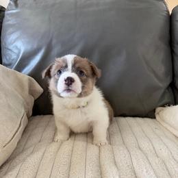 Boomer - Blue male Pembroke Welsh Corgi puppy in Norman, Oklahoma from Charm Farm Corgis