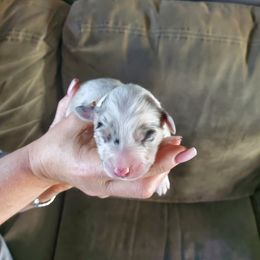 Girl 2 - Blue merle Australian Shepherd puppy in Big Lake, Minnesota from Ninerpacker Aussies