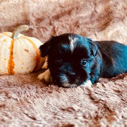 Nova - Blue and white female Shih Tzu puppy in Geneva, Florida from Shih Tzu’s Creek