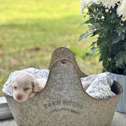 Light dapple pie - Cream male Dachshund puppy in Crestview, Florida from Neverending Dachies