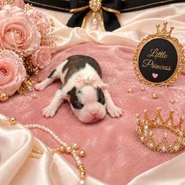 Black Brindle n White - Black and white female Boston Terrier puppy in San Antonio, Texas from JT Bostons