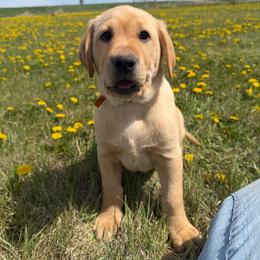 Brown collar - Yellow male Labrador Retriever puppy in South Dakota from S&S Kennels LLC