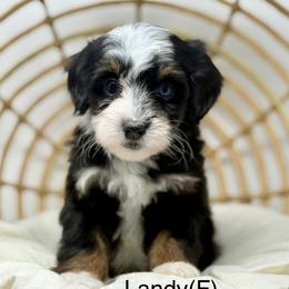 Landy - female Australian Mountain Doodle puppy in Sterling, Colorado from North 40 Doodles