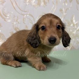 Blue - Cream male Dachshund puppy in Jonesboro, Illinois from Twin Hills Dachshunds
