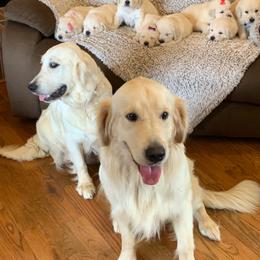 Buck - Light golden male Golden Retriever puppy in Liberal, Missouri from Good Life Goldens