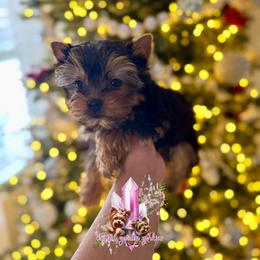 Jasper (Ready Now) Small Male - Black and tan male Yorkshire Terrier puppy in Pittsburg, California from Crystal Garden Yorkies