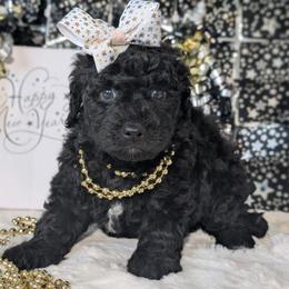 Purple Girl - Black female Goldendoodle puppy in Rockledge, Florida from Stormie's Doodles