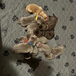 Lime Green Collar - Chocolate male Dilute Retriever puppy in Douglass, Kansas from JP Kennels, LLC