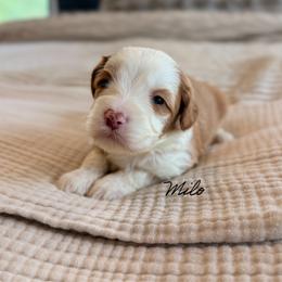 Milo - Caramel cream male Australian Labradoodle puppy in Nashville, Tennessee from SF Australian Labradoodles