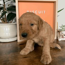 Goldendoodle and Golden Retriever Puppies from Polk Pups