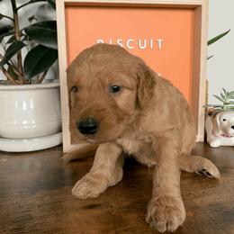 Goldendoodle and Golden Retriever Puppies from Polk Pups