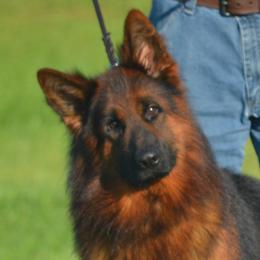 Boy 5 - Black and red German Shepherd puppy in Chrisney, Indiana from Indiana German Shepherds
