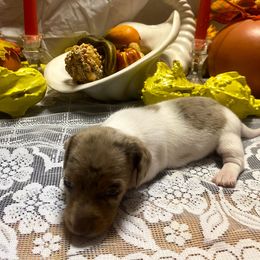 FRECKLES - Dapple female Dachshund puppy in Elizabethtown, Kentucky from Teeny Tiny Puppy Tails