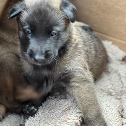 Belgian Malinois Puppies from MonStar Malinois