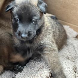 Belgian Malinois Puppies from MonStar Malinois