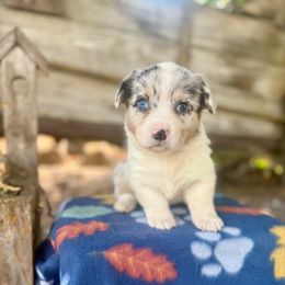 Tinkerbell (2800) - White merle female American Corgi puppy in Valley, Washington from Corgis of the Mountain Valley