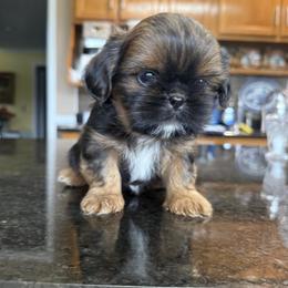 Rolo - Chocolate and tan male Shih Tzu puppy in Columbia, Kentucky from Lisa Bandy Luxe Shih Tzu