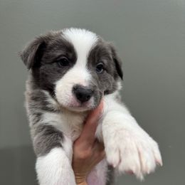 Onyx - Blue male Border Collie puppy in Madisonville, Kentucky from Parris Border Collies