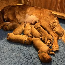 Golden Retriever puppies from Thornfield Farm Goldens