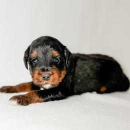Pepper - Black tri-color male Aussiedoodle puppy in Sharpsburg, Georgia from Steindoodles