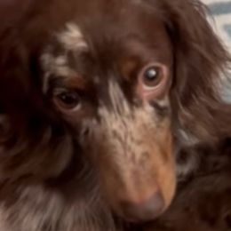 Luna - Dachshund