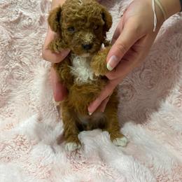 Boy 3 - Red  male Poodle puppy in Miami, Florida from Sakura Poodles
