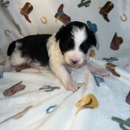 Rip - Black and white male Aussiedoodle puppy in Liberty, Texas from Poodles and Doodles Most Excellent Adventures