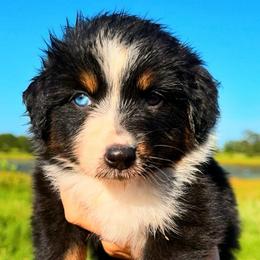 Amber - Black tri-color female Australian Shepherd puppy in Iola, Texas from MK Aussies