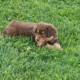 Martha - Red tri female Miniature Australian Shepherd puppy in Owensboro, Kentucky from JnT's Bluegrass Mini Aussies