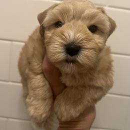 Renegade - Wheaten male Miniature Schnauzer puppy in Grayson, Kentucky from Seventh Heaven Schnauzers