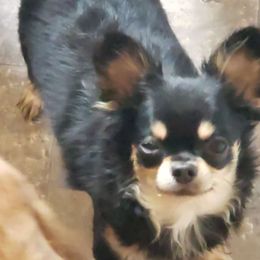 Taffy - Black and tan Chihuahua puppy in Nc, Florida from Brusseluv2