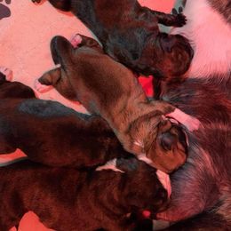 Boxer Puppies from Von Royal Dell'Infinite Bellissimo Deutscher