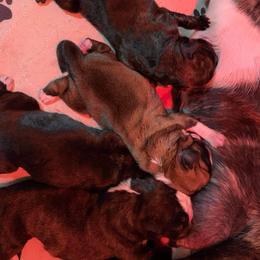 Boxer Puppies from Von Royal Dell'Infinite Bellissimo Deutscher