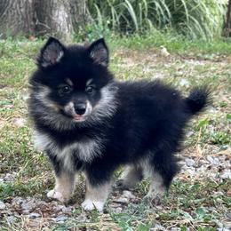 Yunara - Tri-color female Pomsky puppy in Boonville, Indiana from Elysian Pomskies