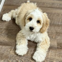 Australian Labradoodle Puppies from Grand Peaks Labradoodles