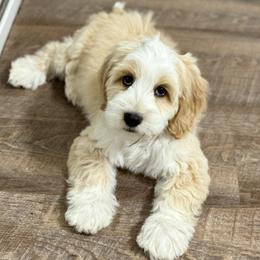 Australian Labradoodle Puppies from Grand Peaks Labradoodles