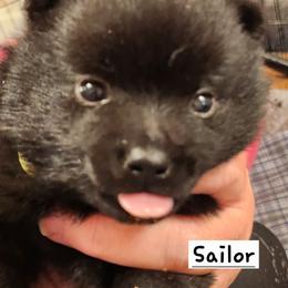 Sailor - Black male Schipperke puppy in Grants Pass, Oregon from Walking Hart Schipperkes