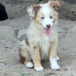 Australian Shepherds from Just family Aussies