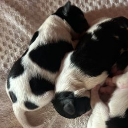 Shih Tzus from Sherrie’s Pups