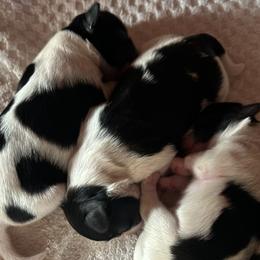 Shih Tzus from Sherrie’s Pups