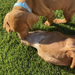 Vizsla Puppies from Waterfall Ranch Hungarian Vizslas